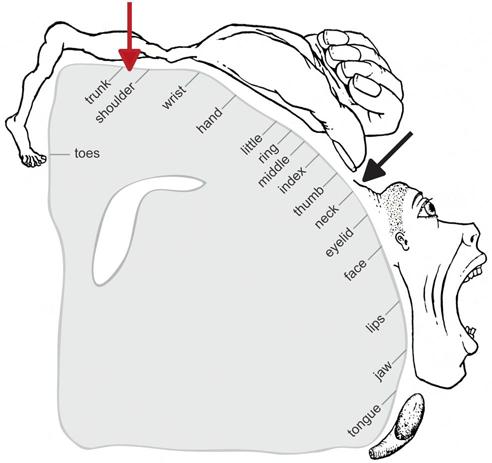 Motor Homunculus