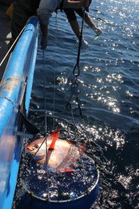 Deep-Water Fish Has a Warm Heart (2 of 3)