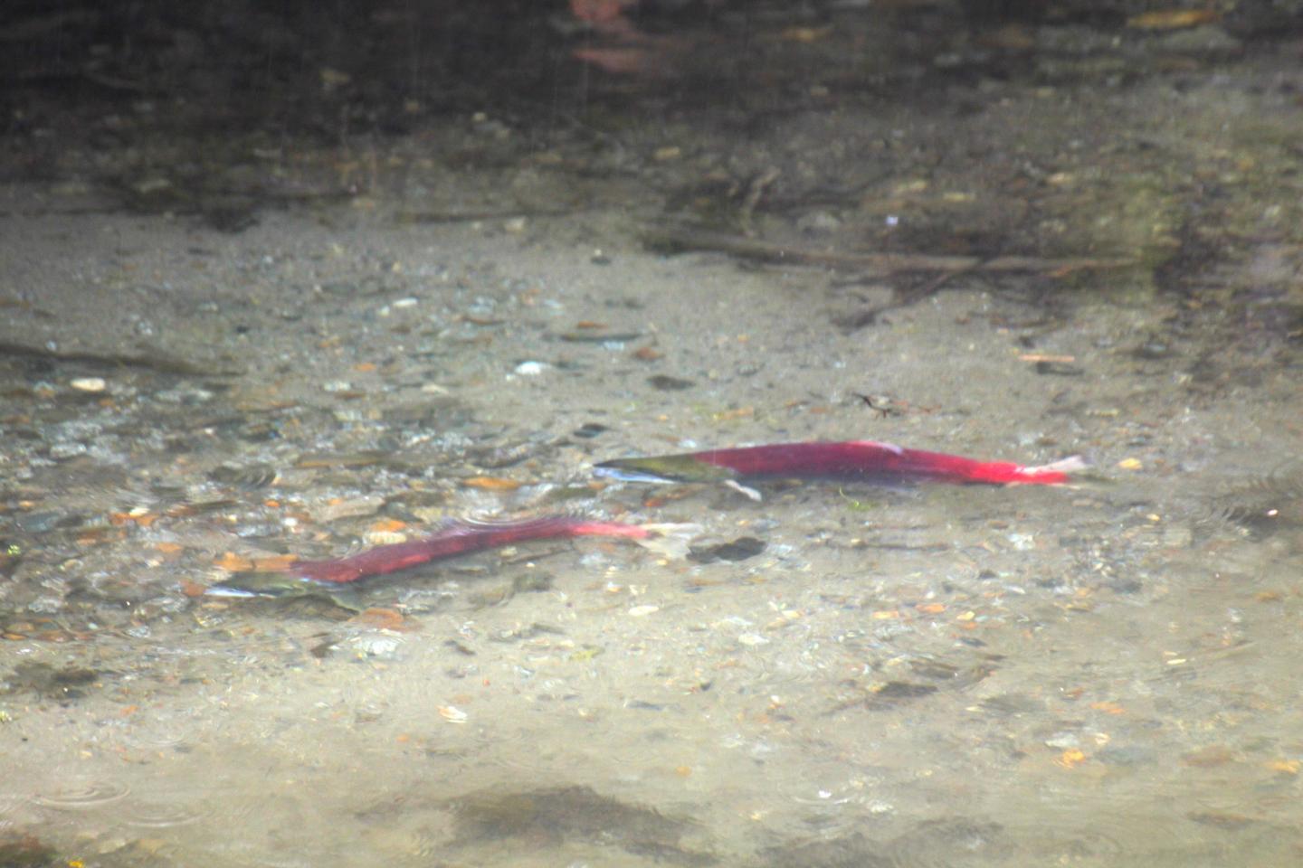 Sockeye Salmon in Juneau, Alaska