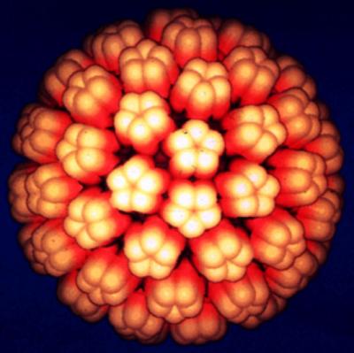 BK Polyomavirus