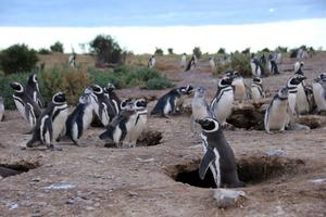 Many penguins in Argentina