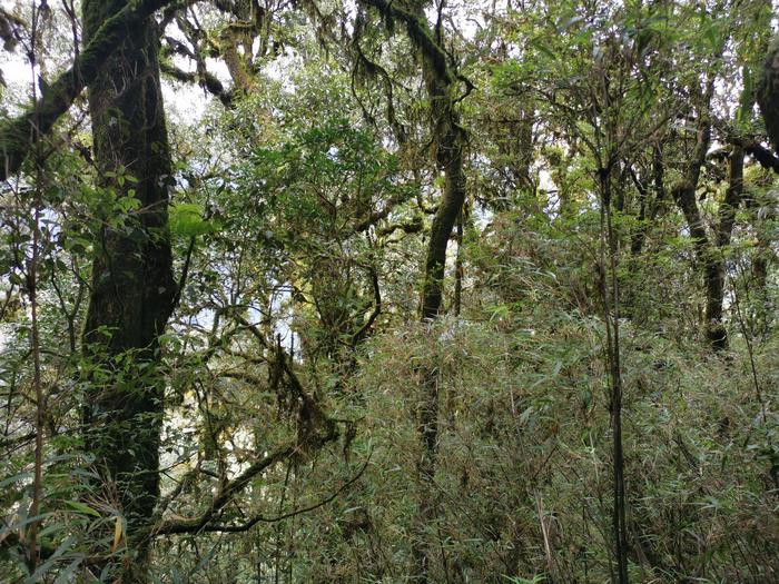 Forest at elevation of 2,600 meters