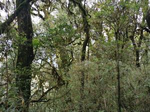 Forest at elevation of 2,600 meters