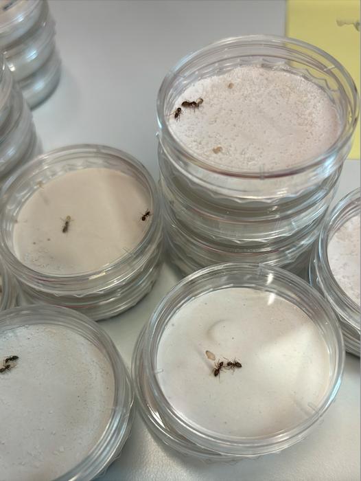 Ant experiments in the lab