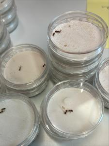 Ant experiments in the lab