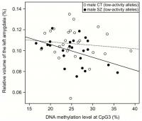 Relationship Between DNA methylation Rate of CpG3 and Left Amygdala Volume