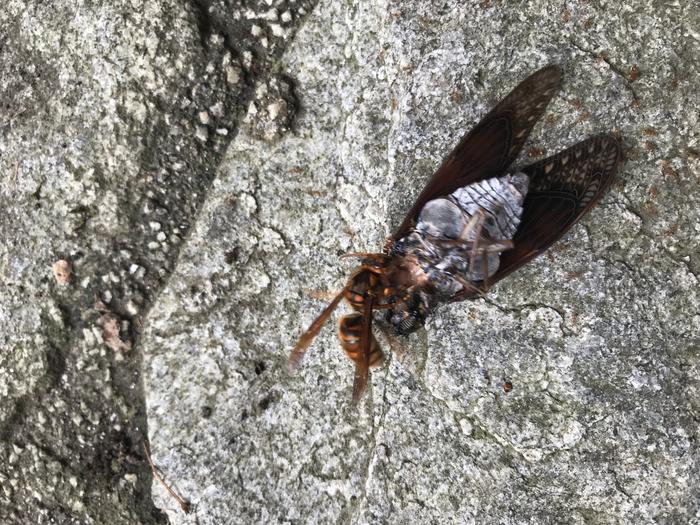 251104-Saga Urbanization-Vespa_analis