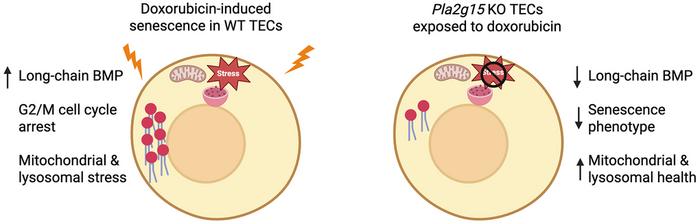 Targeting phospholipase Pla2g15 reduces long-chain BMP phospholipids abundance and senescence in kidney cells