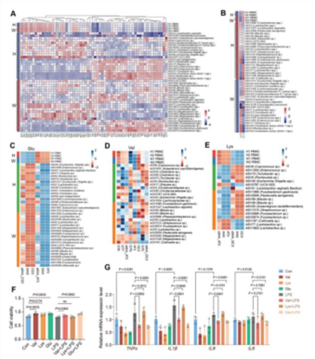 Weaning stress rewires immune translation through GC-rich codons and gut microbes in piglets