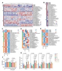Weaning stress rewires immune translation through GC-rich codons and gut microbes in piglets
