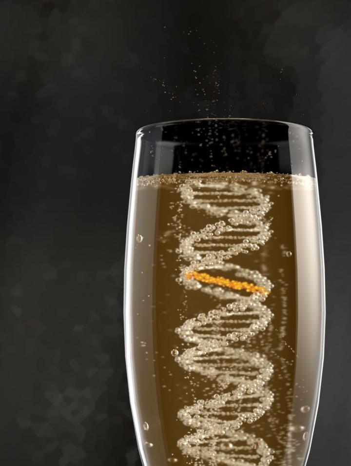 Artist Impression of An Alcohol-Induced Interstrand Crosslink