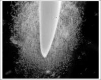 Cotton Root Tip