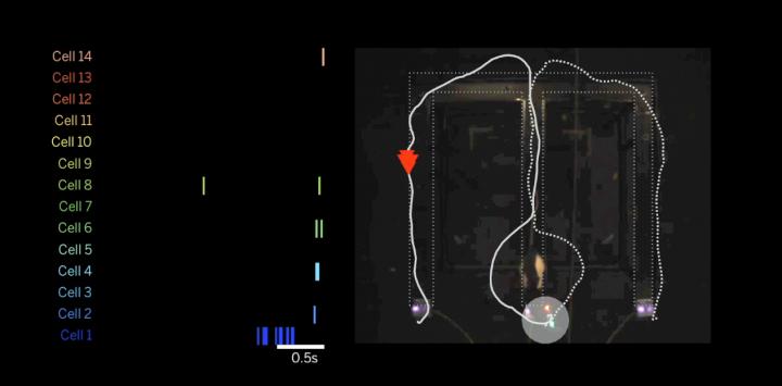 Neuronal Replay