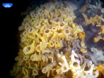 Glass-Sponge Reef