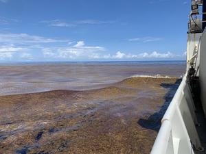 Header-Large Sargassum-Credit Ellen Park : Woods Hole Oceanographic Institution.jpeg