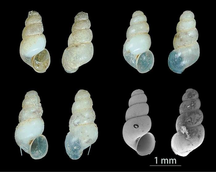 Species of Erhaia dijiang with a scale bar of 1 mm.