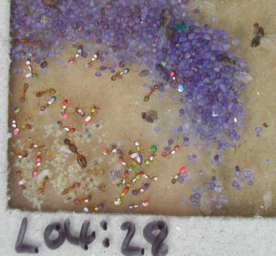 Rock Ant Colony in Efficiency Experiment