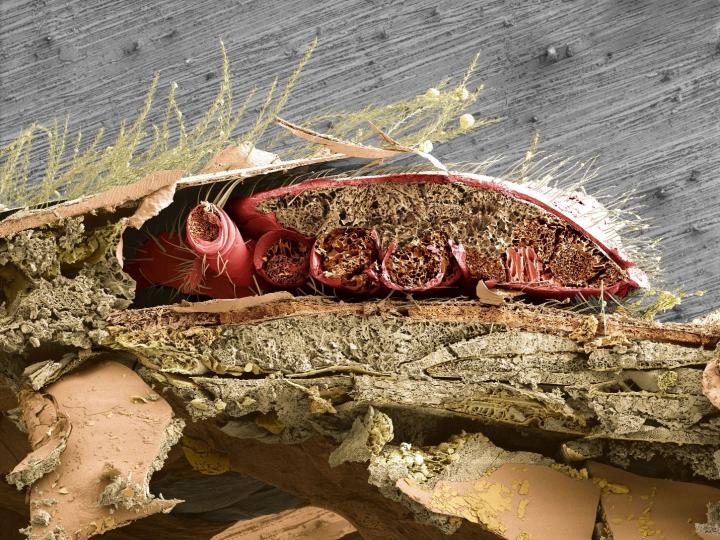 Varroa-Bee CrossSection
