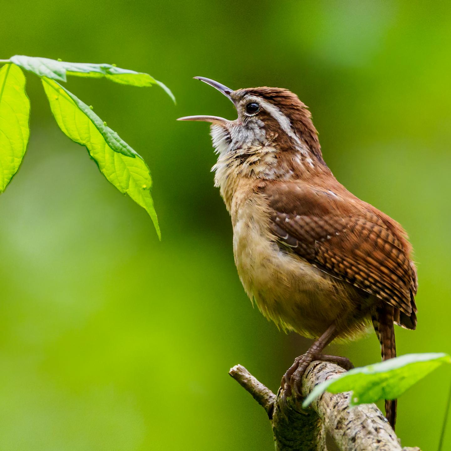 A Singing Male Carolina Wren (Thryothorus ludovicianus) Defending his Territory