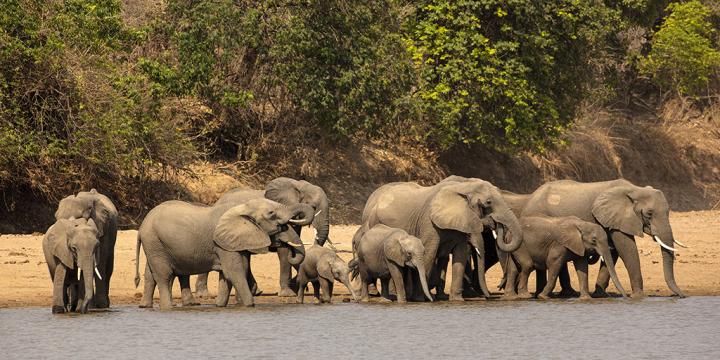 Matrilineal Herds