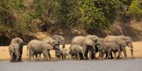 Matrilineal Herds