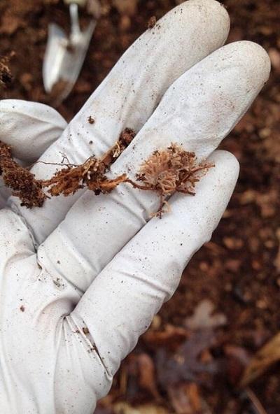 Fungi Influence Non-Native Plant Invasion