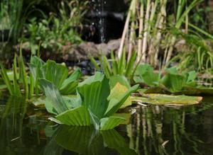 Water lettuce (Pistia stratiotes)  a frequently reported invasive plant in garden ponds