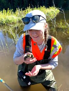 More Canadian than the beaver? Scientists discover a western toad found only in Canada