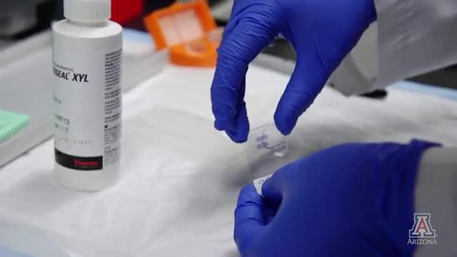 UA Scientist's Research May Lead to Treatment for Hot Flashes