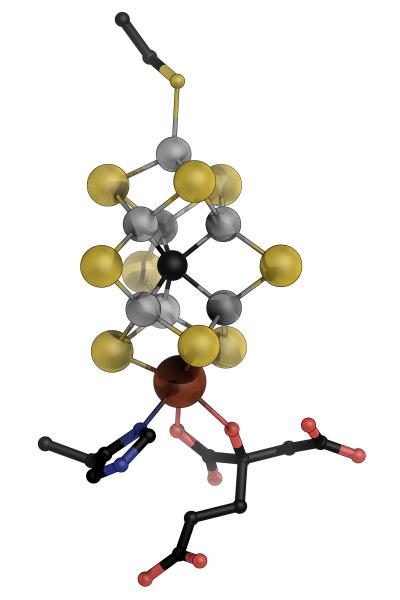 Key Atom in Nitrogenase Finally Revealed (2 of 3)