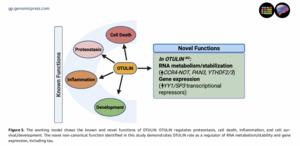 The working model shows the known and novel functions of OTULIN. OTULIN regulates proteostasis, cell death, inflammation, and cell survival/development.