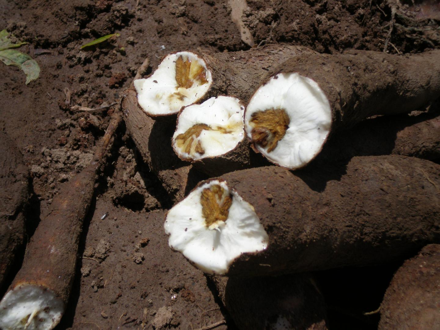 Cassava