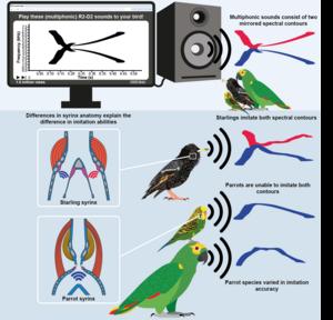 The bird research summarized in an infographic