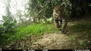 Jaguar in Brazil