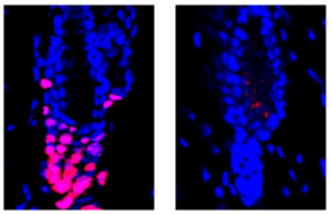 Science Image