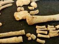 Skeletal Remains 94A