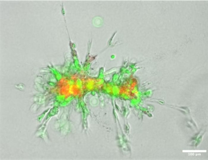 PZP cells