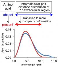 Fig. 1 Result of T1r Taste Receptor