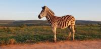 Zebra in the wild