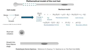 Mathematical model of root hair