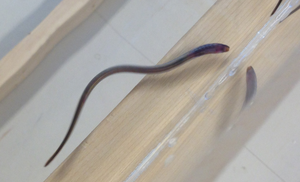 Juvenile Sea Lamprey
