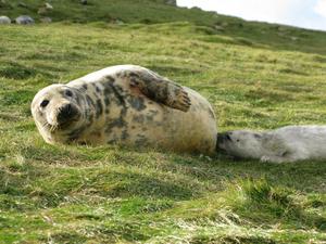 Grey seal nursing