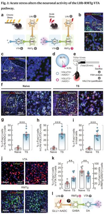 Fig. 1: Acute stress alters the neuronal activity of the LHb-RMTg-VTA pathway.