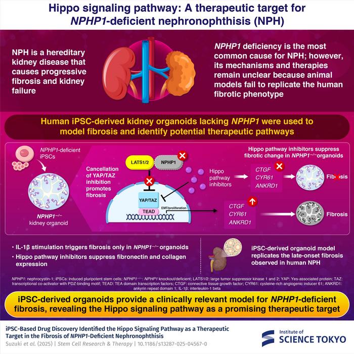 Hippo signaling pathway: A therapeutic target for NPHP1-deficient nephronophthisis (NPH)