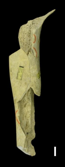 Neandertal femur fragment from Goyet Caves, Belgium