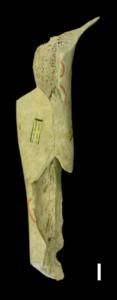 Neandertal femur fragment from Goyet Caves, Belgium