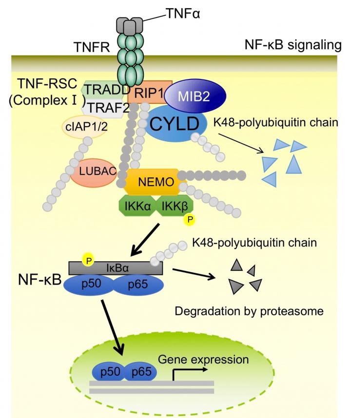MIB2 Enhances Inflammation by Degrading CYLD