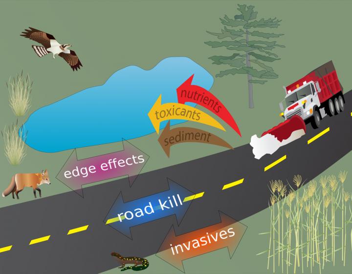 Roads as Drivers of Evolution