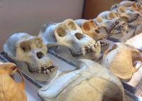 Historical Collections of Gorilla Specimens