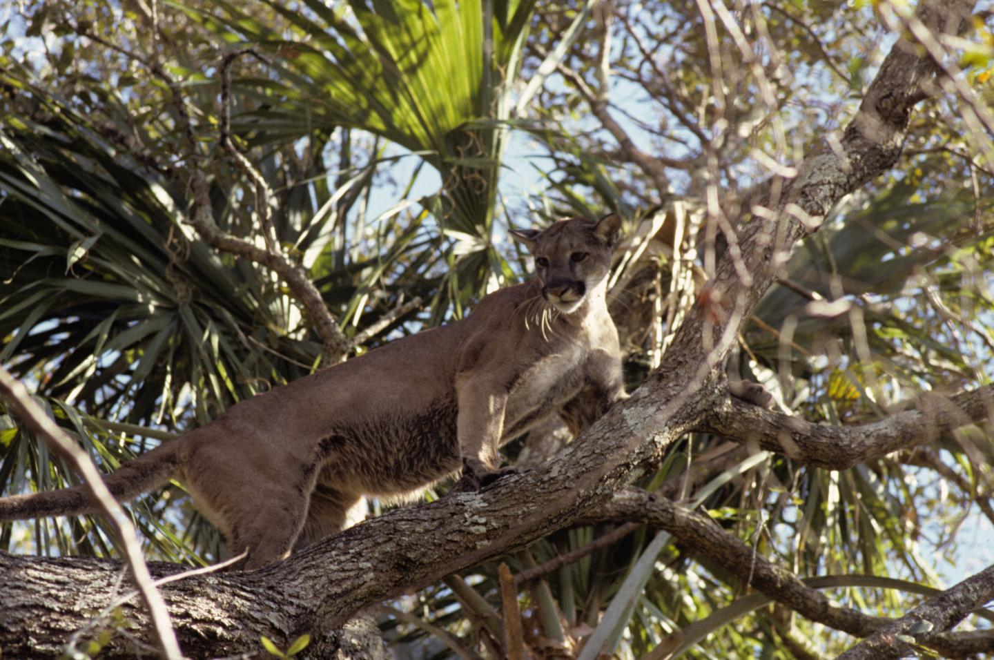 Florida Panther